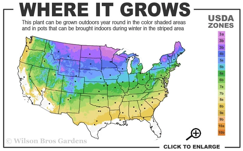 Goji Berry Plant - Lycium Barbarum - 1 Gallon Pot - Image 3