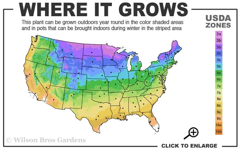 Limelight PeeGee Hydrangea - 7 Gallon Pot (3-4') - Image 3