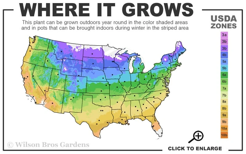 Moon Dance Hydrangea - 3 Gallon Pot - Image 3