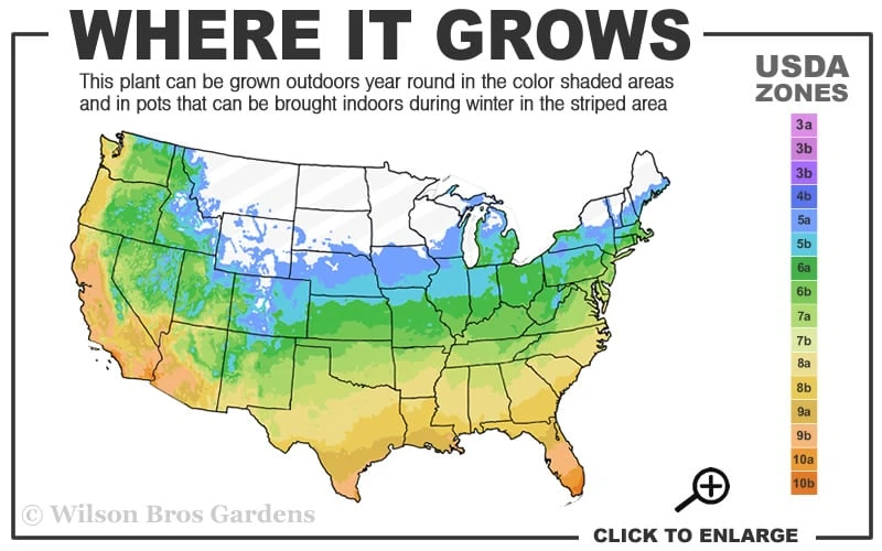 Chicago Cold Hardy Fig Tree - 5 Gallon Pot - Image 3