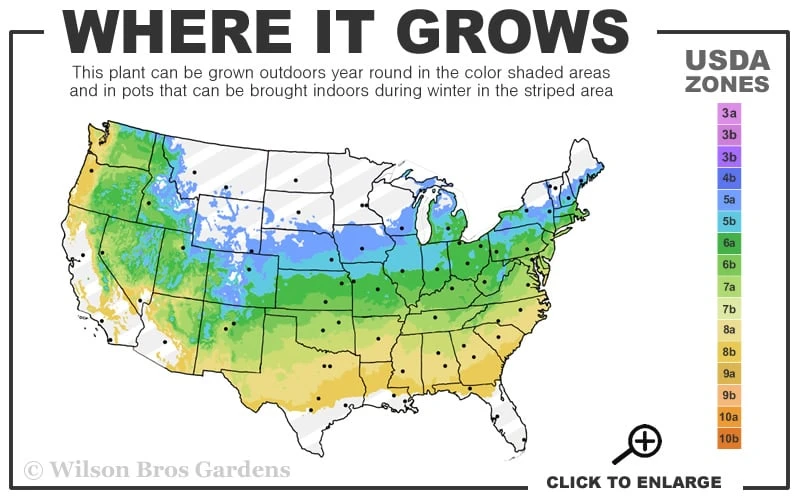 Mars Seedless Grape - 1 Gallon Pot - Image 3