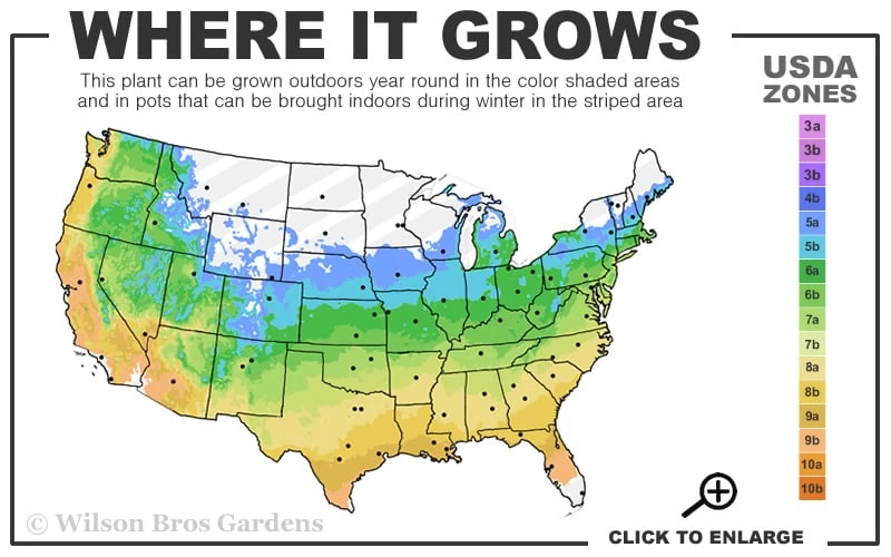 Apache Thornless Blackberry - 1 Gallon Pot - Image 3