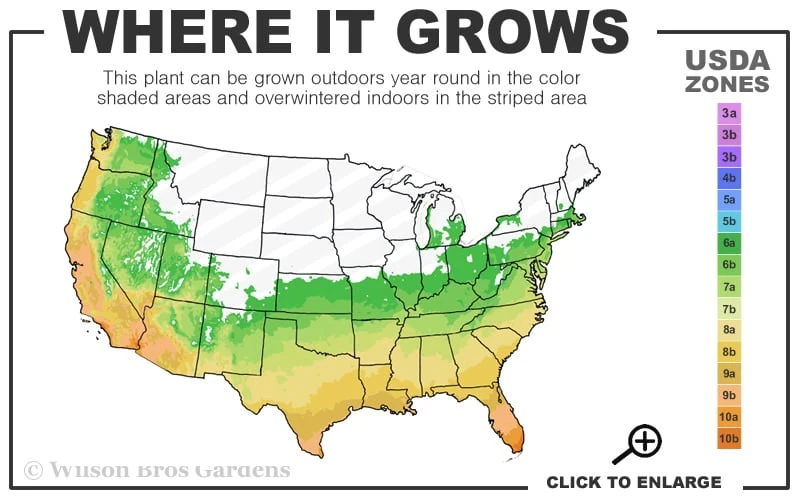 Osage Thornless Blackberry - 6 Pack Of 1 Gallon Pots - Image 3