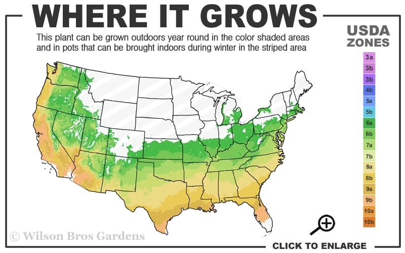 Glory Blue Hydrangea - 1 Gallon Pot - Image 3