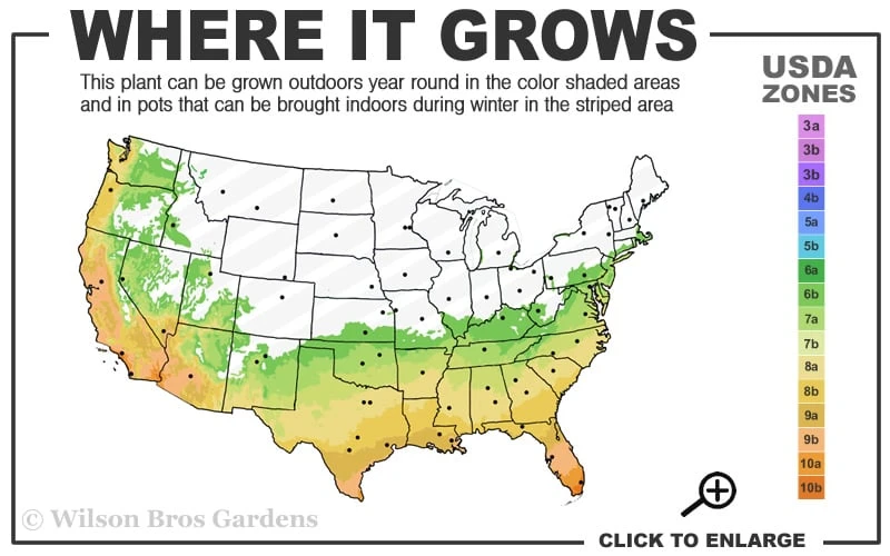 Angus Cold Hardy Eucalyptus Tree (Eucalyptus Nicholii) - 3 Gallon Pot - Image 3