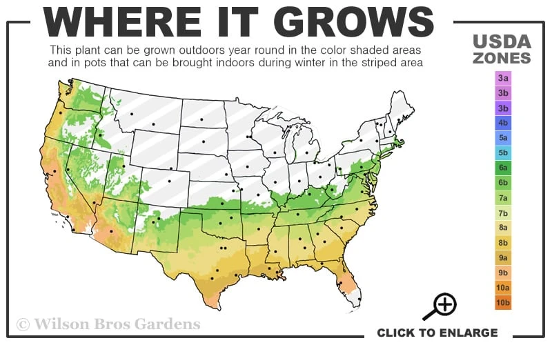 Big O Cold Hardy Eucalyptus Tree (Eucalyptus Neglecta) - 3 Quart Pot - Image 3
