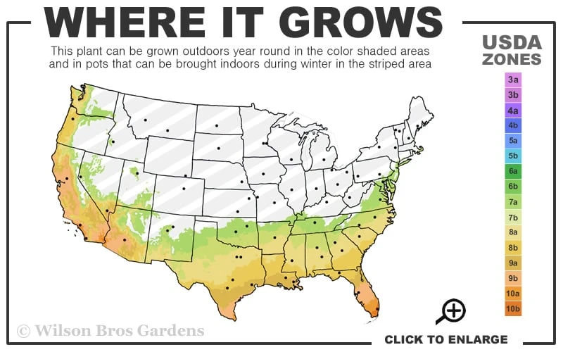 Debutante Pink Camellia Japonica - 3 Gallon Pot - Image 3