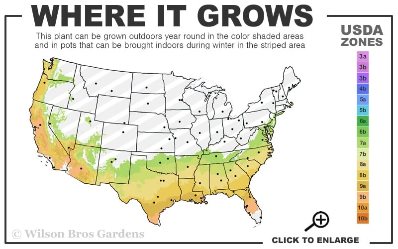 October Magic Dawn Camellia - 1 Gallon Pot - Image 3