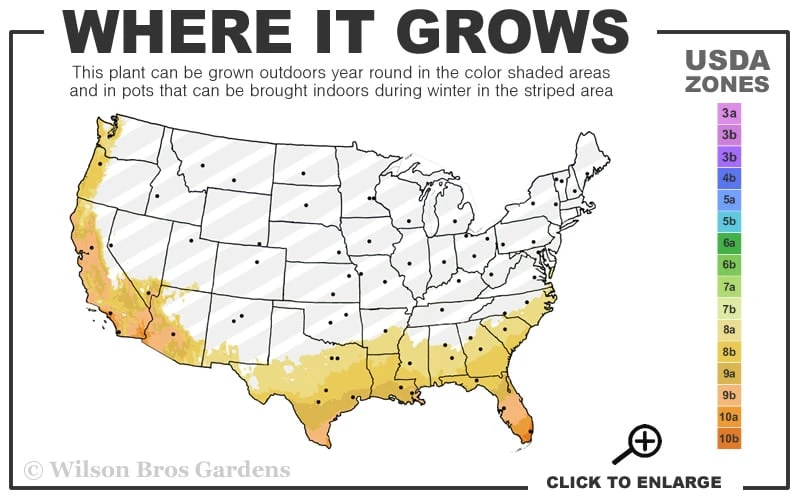 Fatsia Japonica - Japanese Aralia - Glossy Paper Plant - 1 Gallon Pot - Image 3