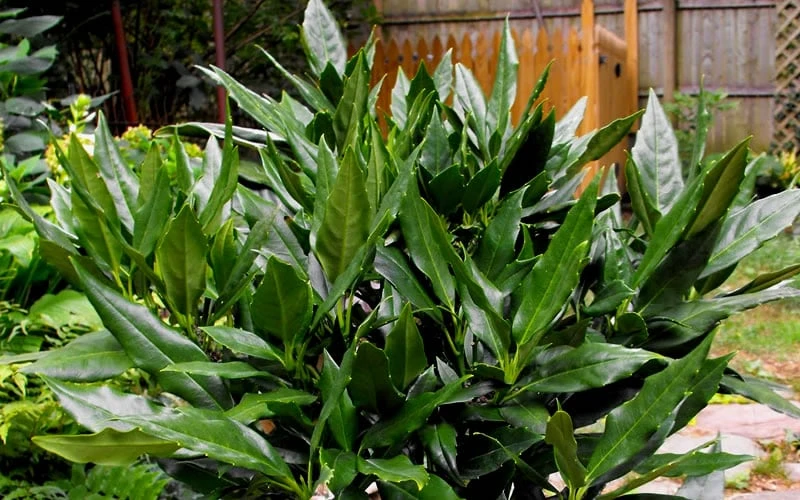 Sawtoothed Aucuba Serratifolia - 3 Gallon Pot - Image 4