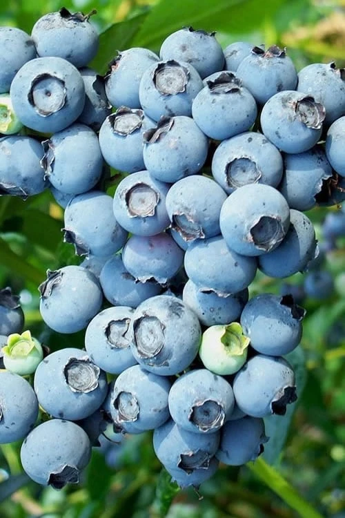 Brightwell Rabbiteye Blueberry - 6 Pack Of 1 Gallon Pots