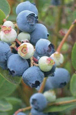 Powderblue Rabbiteye Blueberry - 6 Pack Of 1 Gallon Pots