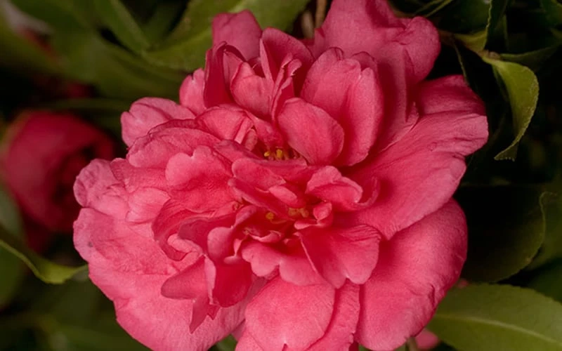 Alabama Beauty Camellia Sasanqua - 2.5 Quart Pot - Image 4