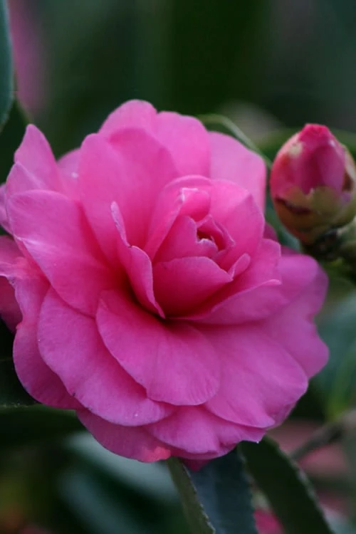 Chansonette Dwarf Weeping Camellia Sasanqua - 1 Gallon Pot - Image 4