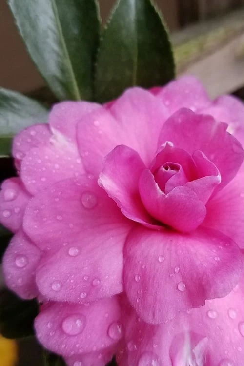 Chansonette Dwarf Weeping Camellia Sasanqua - 1 Gallon Pot - Image 5