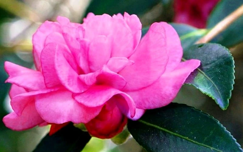 Chansonette Dwarf Weeping Camellia Sasanqua - 1 Gallon Pot - Image 7