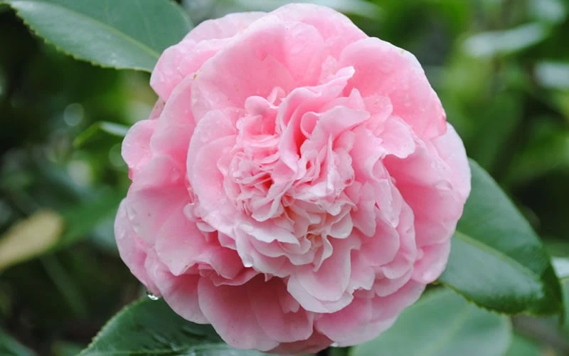 Debutante Pink Camellia Japonica - 3 Gallon Pot - Image 5