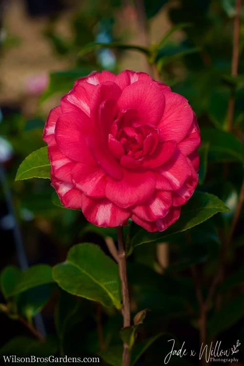 Glen 40 Camellia Japonica - 1 Gallon Pot - Image 5