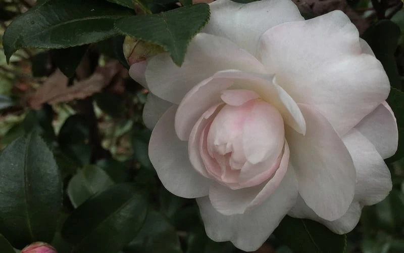 October Magic Dawn Camellia - 1 Gallon Pot - Image 4