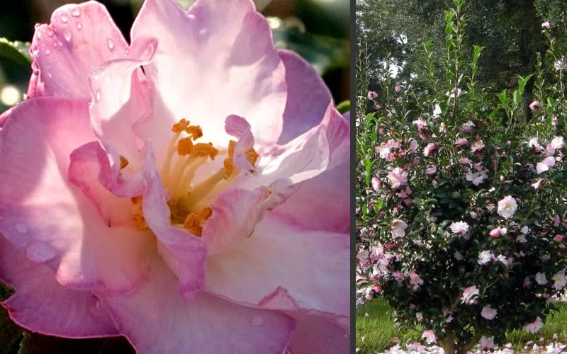 October Magic Orchid Camellia - 2 Gallon Pot - Image 4