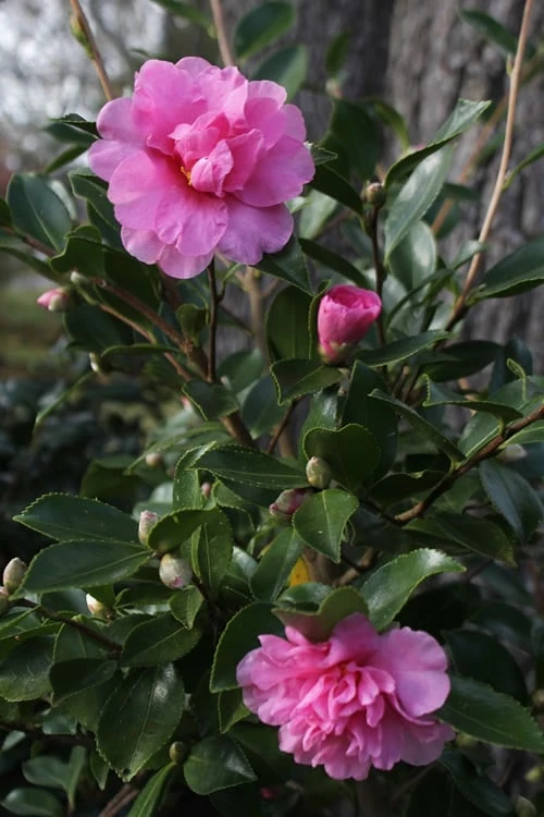 Showa No Sakae Dwarf Camellia Sasanqua - 1 Gallon Pot - Image 5