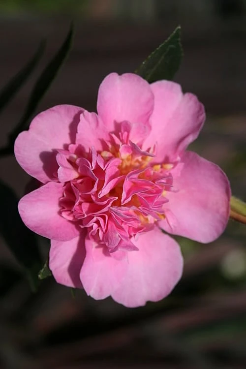 Showa No Sakae Dwarf Camellia Sasanqua - 1 Gallon Pot - Image 6