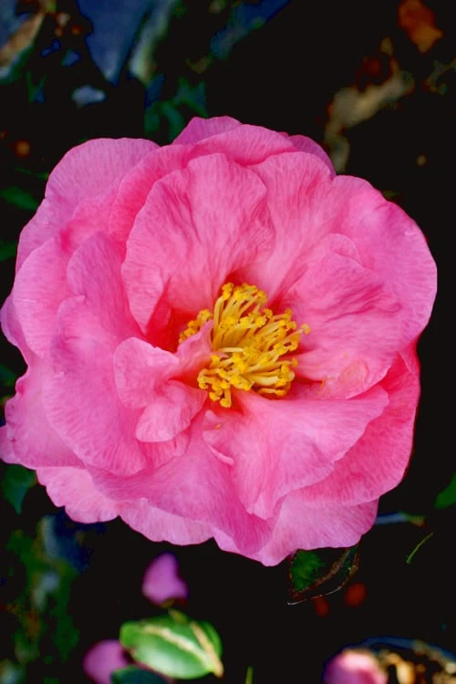Stephanie Golden Dwarf Camellia Sasanqua - 1 Gallon Pot - Image 5