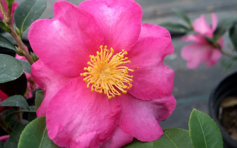 Stephanie Golden Dwarf Camellia Sasanqua - 1 Gallon Pot - Image 4
