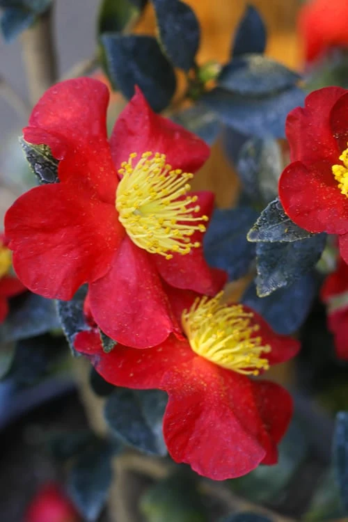 Yuletide Camellia Sasanqua - 7 Gallon Pot (3-4') - Image 4