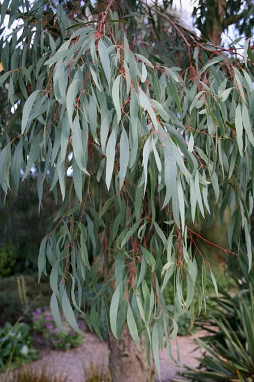Angus Cold Hardy Eucalyptus Tree (Eucalyptus Nicholii) - 2 Gallon Pot - Image 8