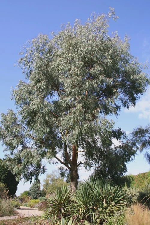 Angus Cold Hardy Eucalyptus Tree (Eucalyptus Nicholii) - 3 Gallon Pot - Image 7