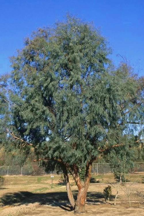 Angus Cold Hardy Eucalyptus Tree (Eucalyptus Nicholii) - 2 Gallon Pot - Image 4