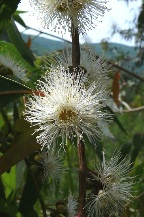 Jersey Girl Cold Hardy Eucalyptus Tree (Eucalyptus Macarthurii) - 6 Pack Of 1 Gallon Pots - Image 6