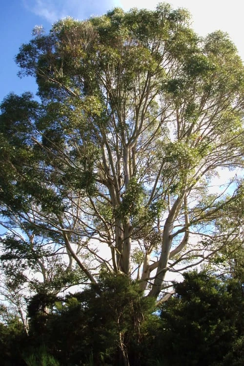 Jersey Girl Cold Hardy Eucalyptus Tree (Eucalyptus Macarthurii) - 2 Gallon Pot - Image 5