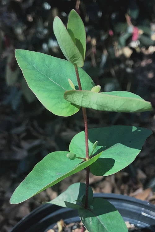Jersey Girl Cold Hardy Eucalyptus Tree (Eucalyptus Macarthurii) - 6 Pack Of 1 Gallon Pots - Image 7