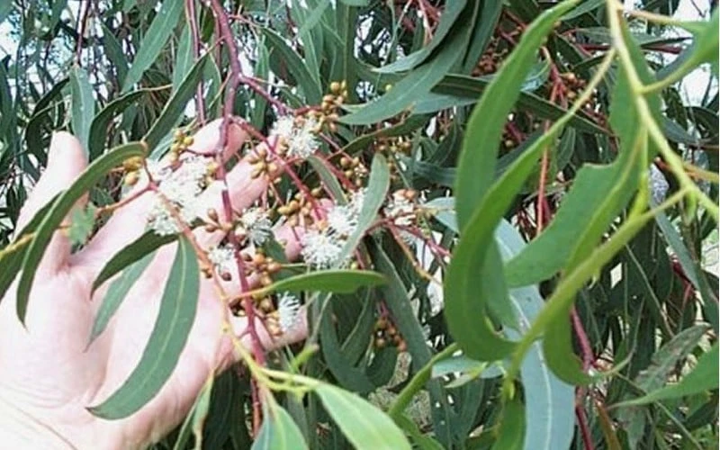 Grace Cold Hardy Eucalyptus Tree (Eucalyptus Elliptica) - 3 Quart Pot - Image 4