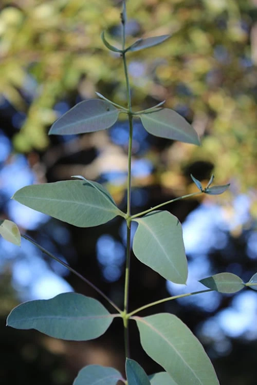Grace Cold Hardy Eucalyptus Tree (Eucalyptus Elliptica) - Quart Pot - Image 5