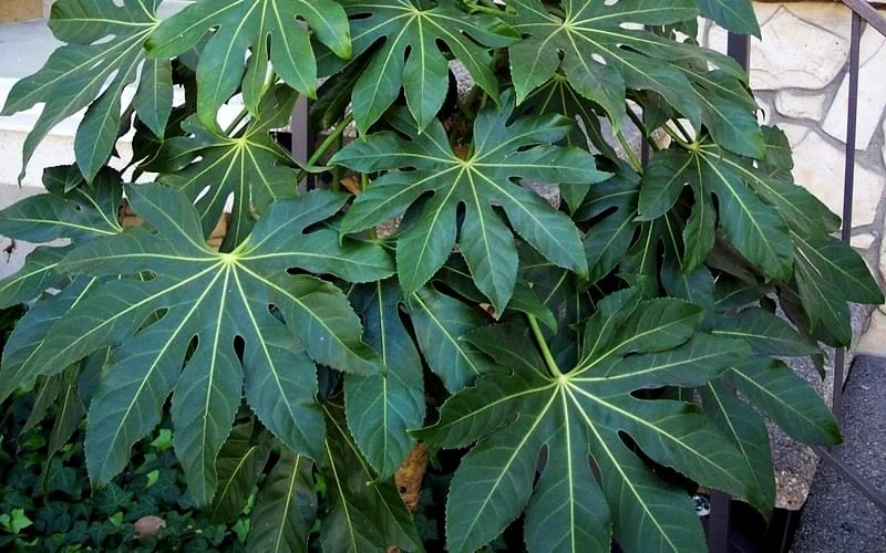 Fatsia Japonica - Japanese Aralia - Glossy Paper Plant - 5 Gallon Pot - Image 6