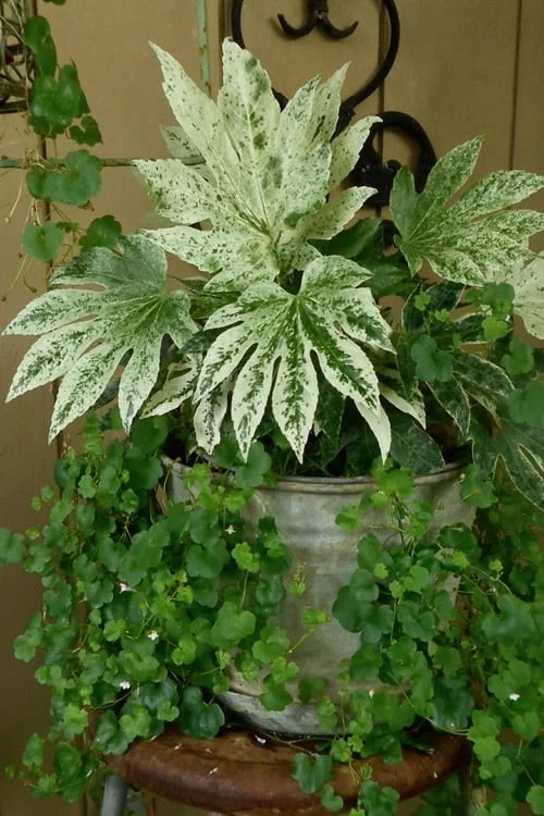 Spider's Web Fatsia - Japanese Aralia Paper Plant - 1 Gallon Pot - Image 6