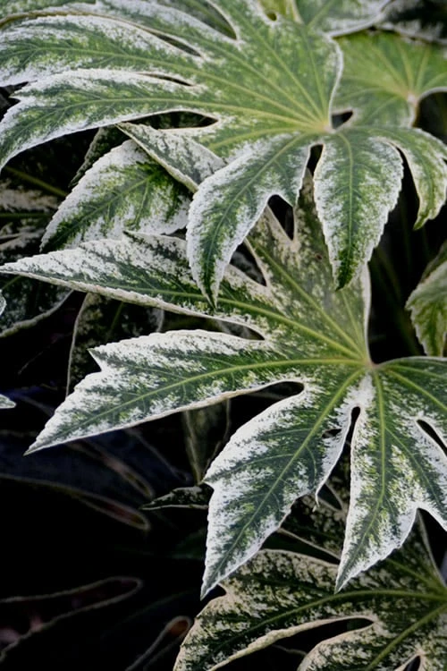 Spider's Web Fatsia - Japanese Aralia Paper Plant - 1 Gallon Pot - Image 5