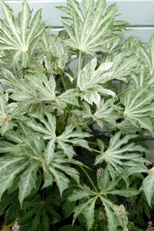 Spider's Web Fatsia - Japanese Aralia Paper Plant - 1 Gallon Pot
