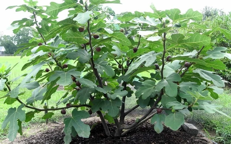 Chicago Cold Hardy Fig Tree - 5 Gallon Pot - Image 5