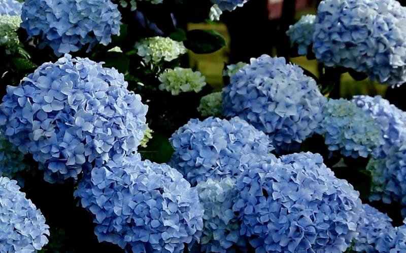 Big Daddy Hydrangea - 2 Gallon Pot - Image 5