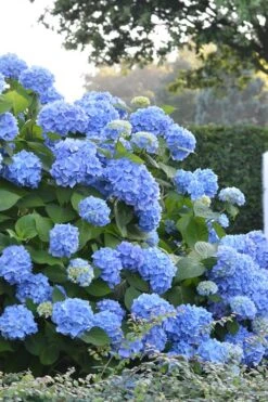 Endless Summer Hydrangea Original - 7 Gallon Pot