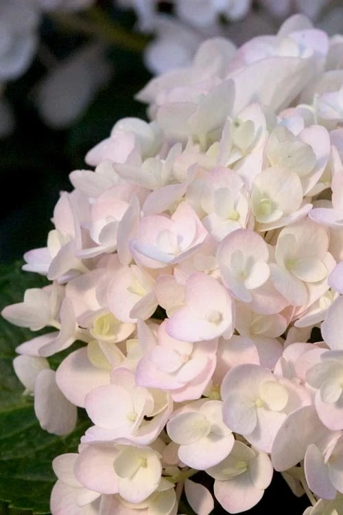 Blushing Bride Endless Summer Hydrangea - 2 Gallon Pot