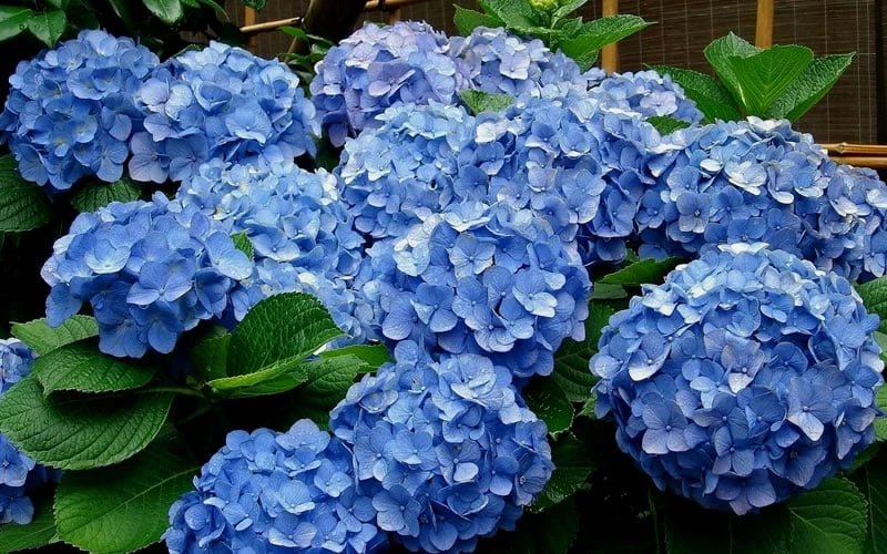 Glory Blue Hydrangea - 1 Gallon Pot - Image 4