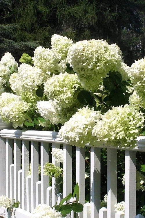 Limelight PeeGee Hydrangea - 7 Gallon Pot (3-4') - Image 6
