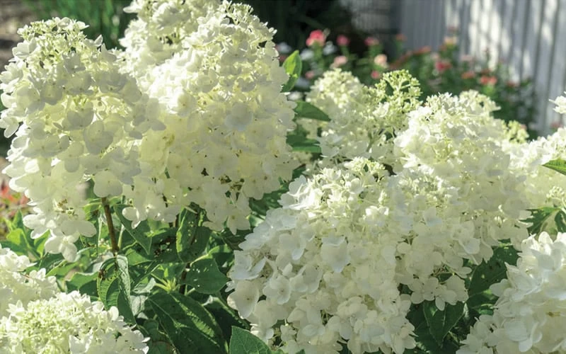 Moon Dance Hydrangea - 3 Gallon Pot - Image 4