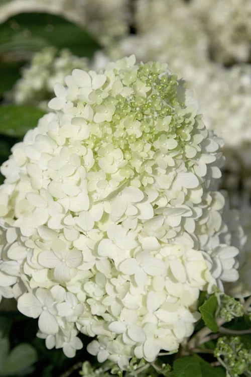 Moon Dance Hydrangea - 3 Gallon Pot - Image 5