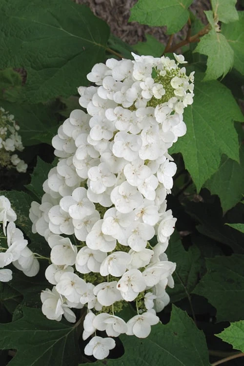 Alice Oakleaf Hydrangea - 3 Gallon Pot - Image 10